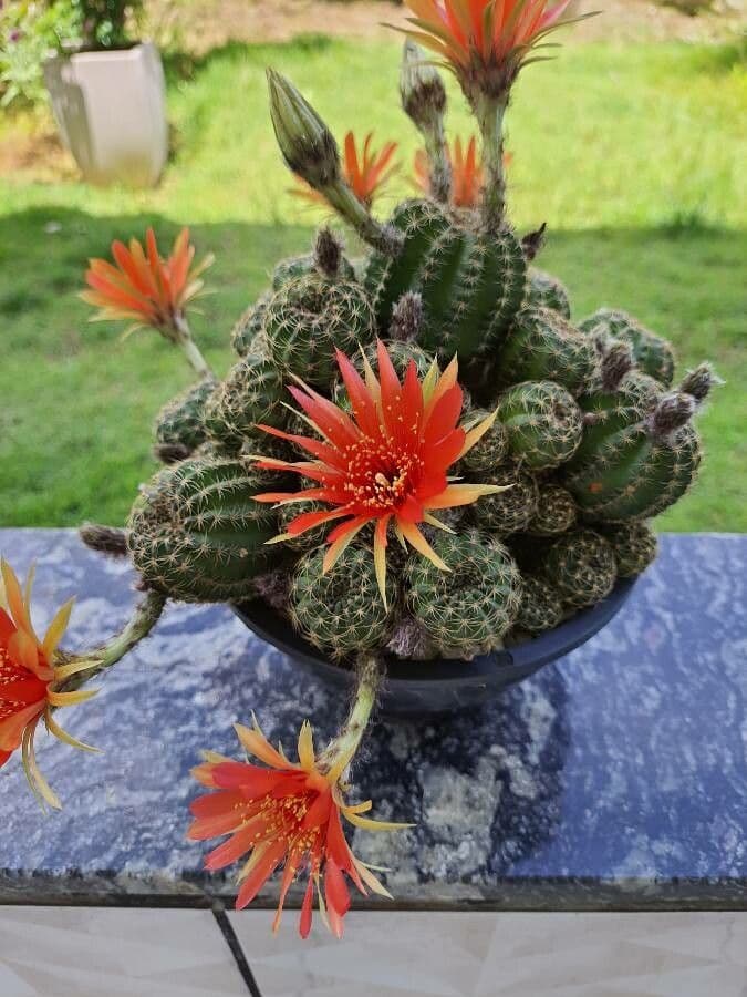 Lobivia arachnacantha 4