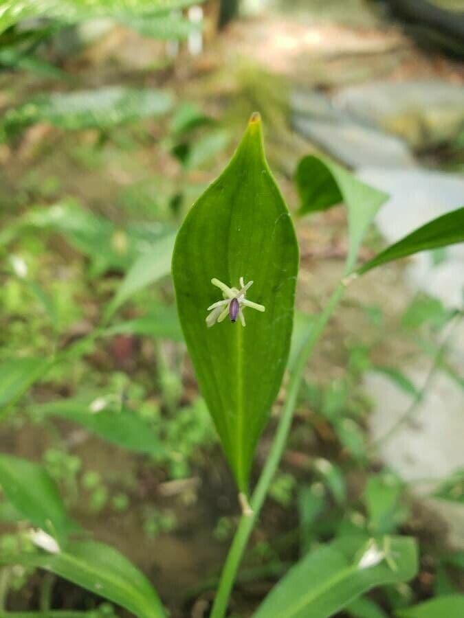 Ruscus hypoglossum 7