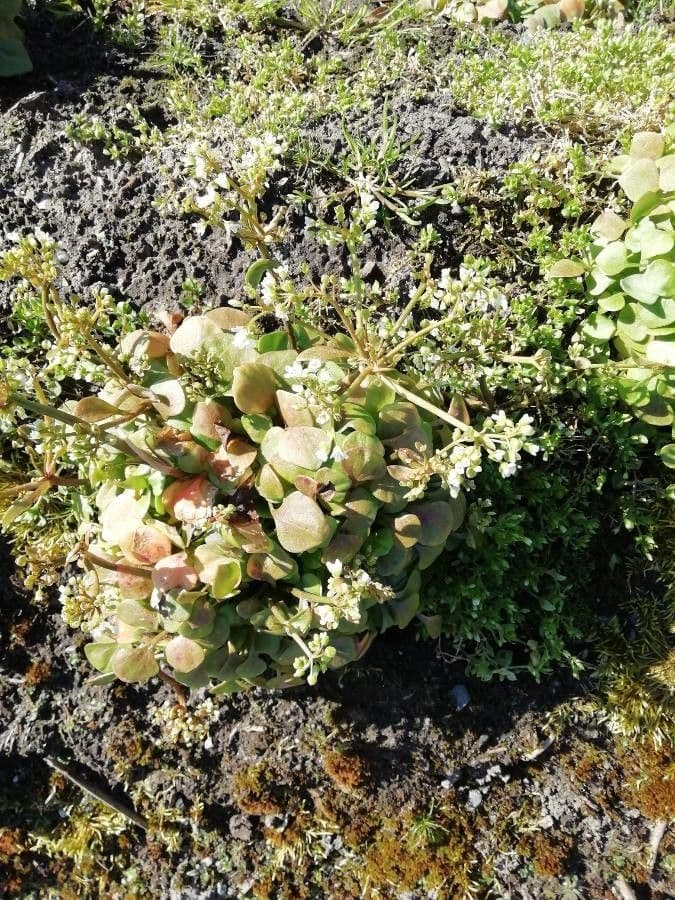 Claytonia 3