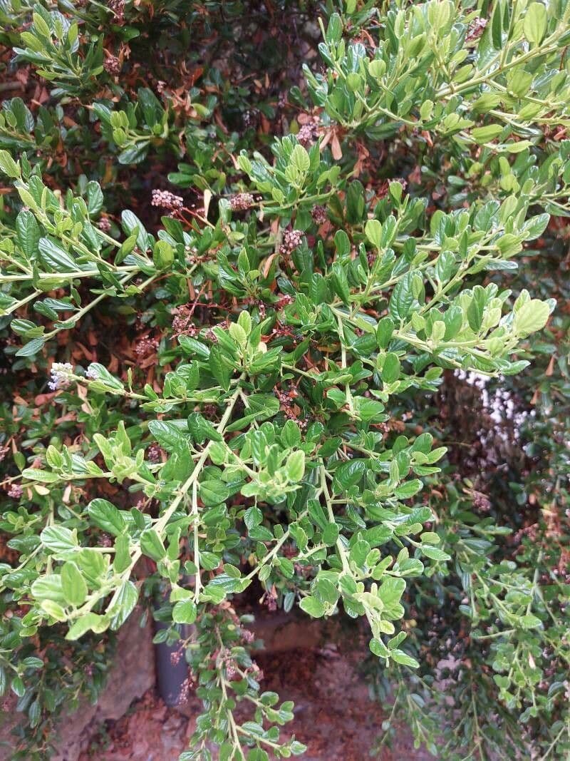 Ceanothus 12