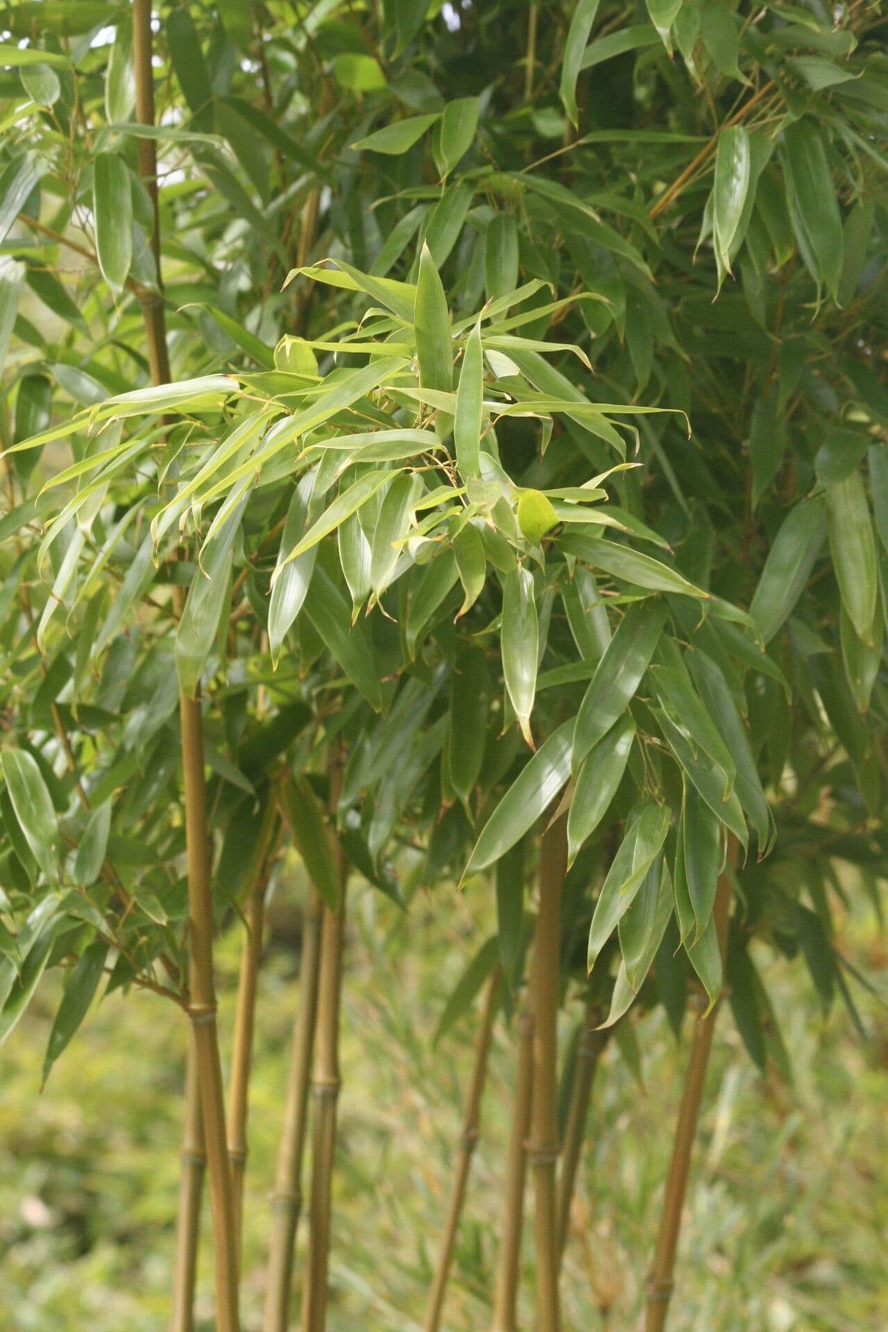 Bambù