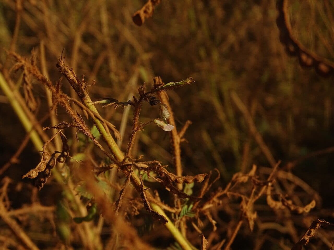 Aeschynomene indická 6