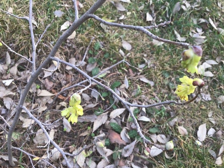 Winterhasel 4