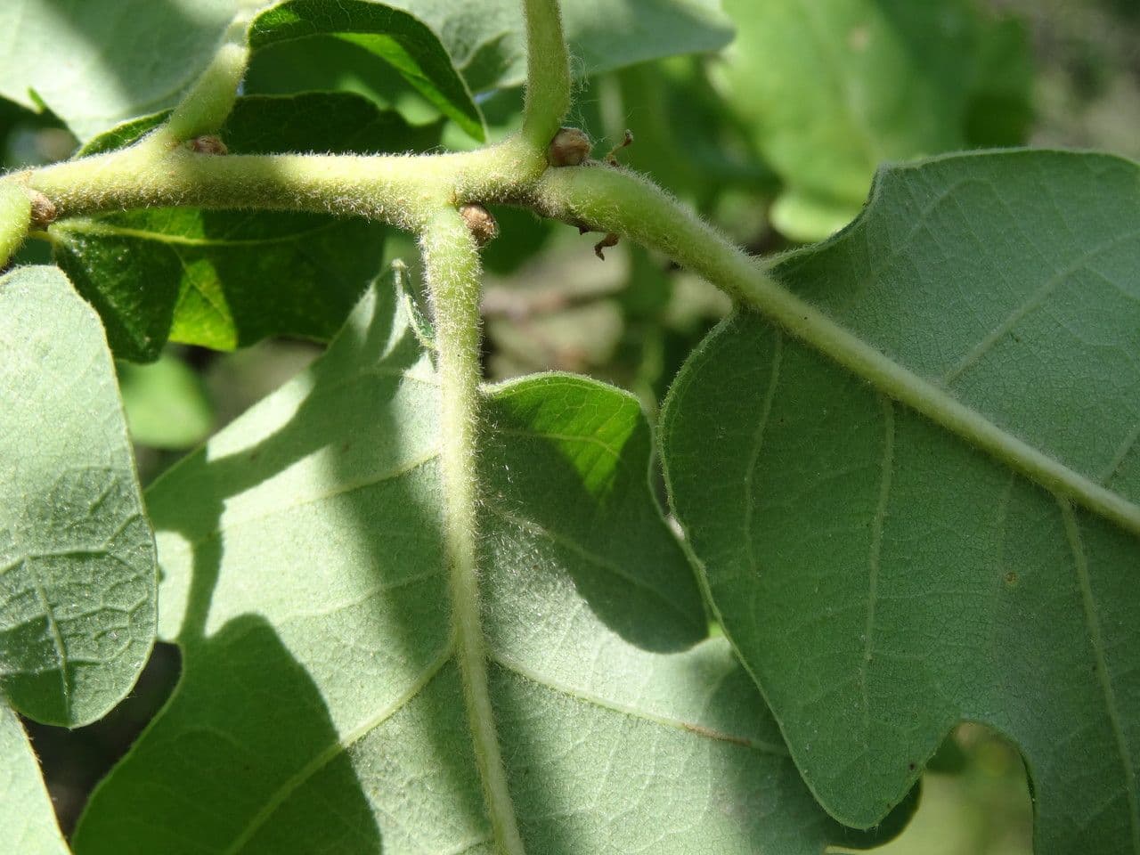 Flaumeiche 16