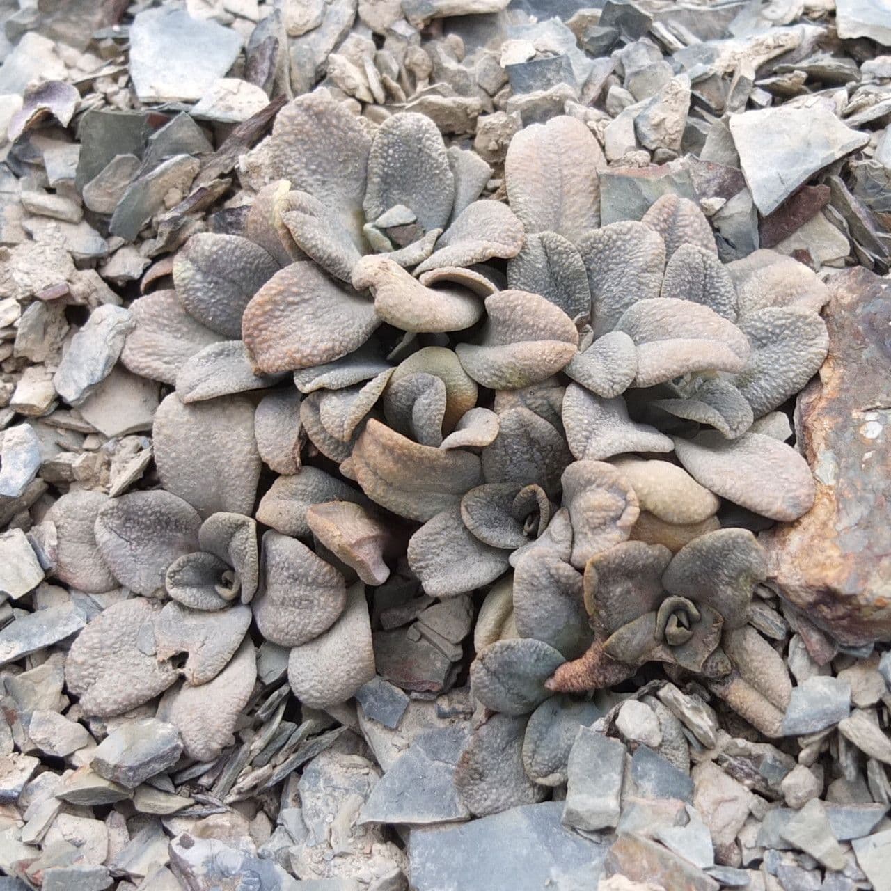 Aschersoniodoxa