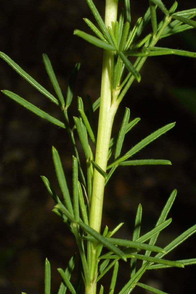 Dalea purpurea 19