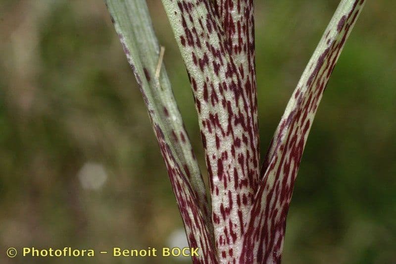 Serapias cordigero 2