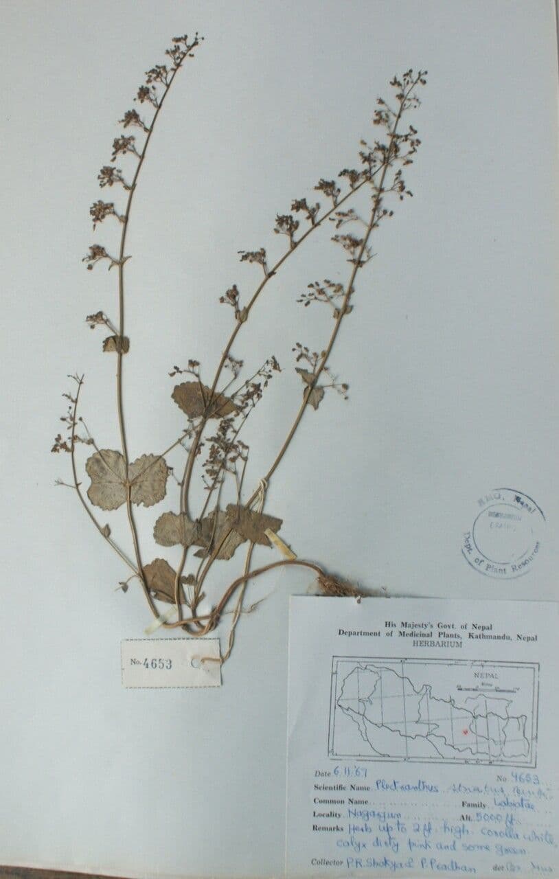 Isodon lophanthoides 8