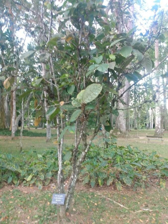 Cordia nodosa 9