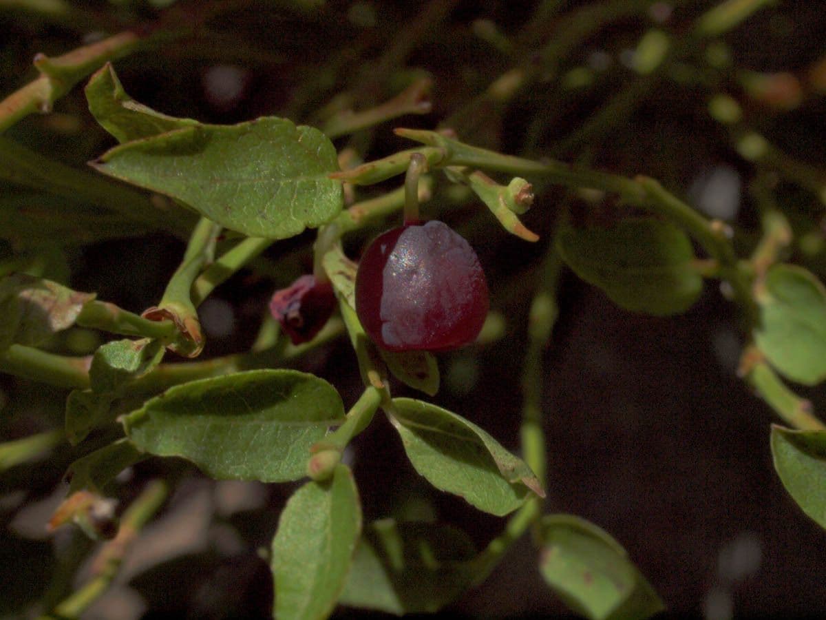 Mirtillo scopa 11
