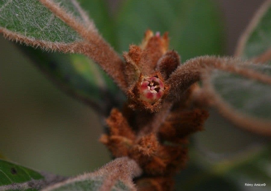Planchonella 5