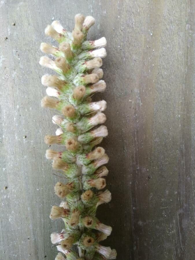 Pterocaulon virgatum 2
