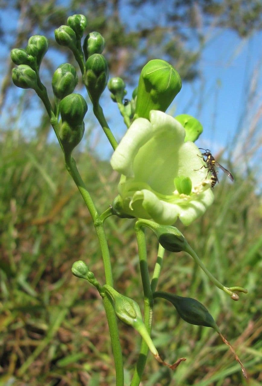 Chelonanthus alatus 3