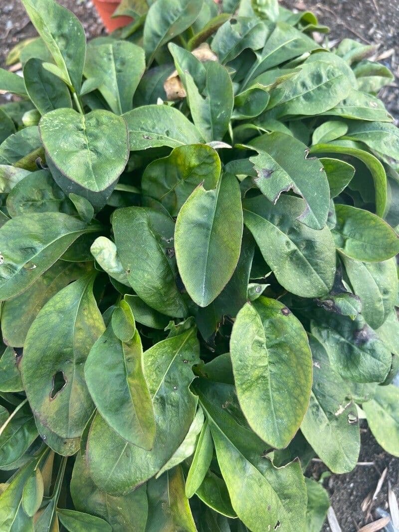 Ruprechtia uchatá 11