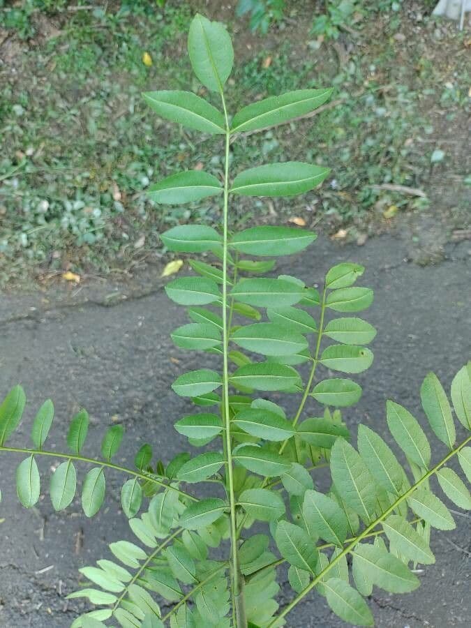 Zanthoxylum 4