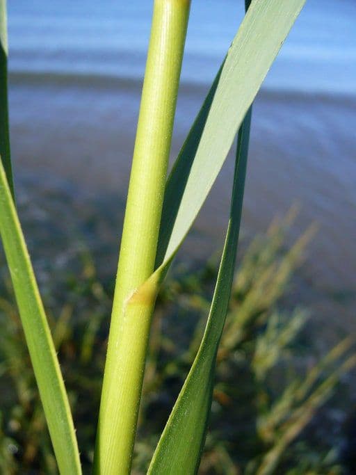 Smooth cordgrass 3