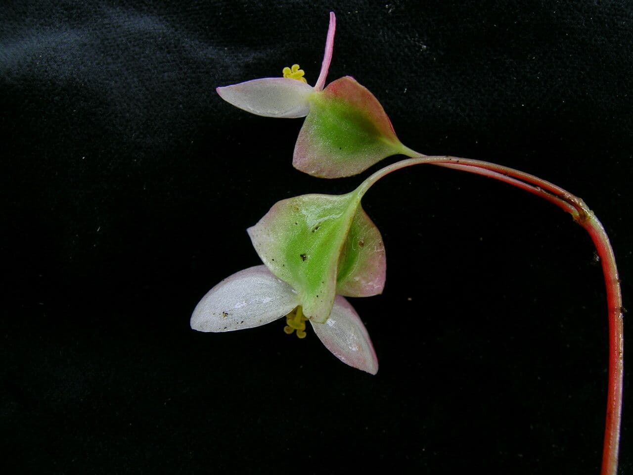 Begonia 8