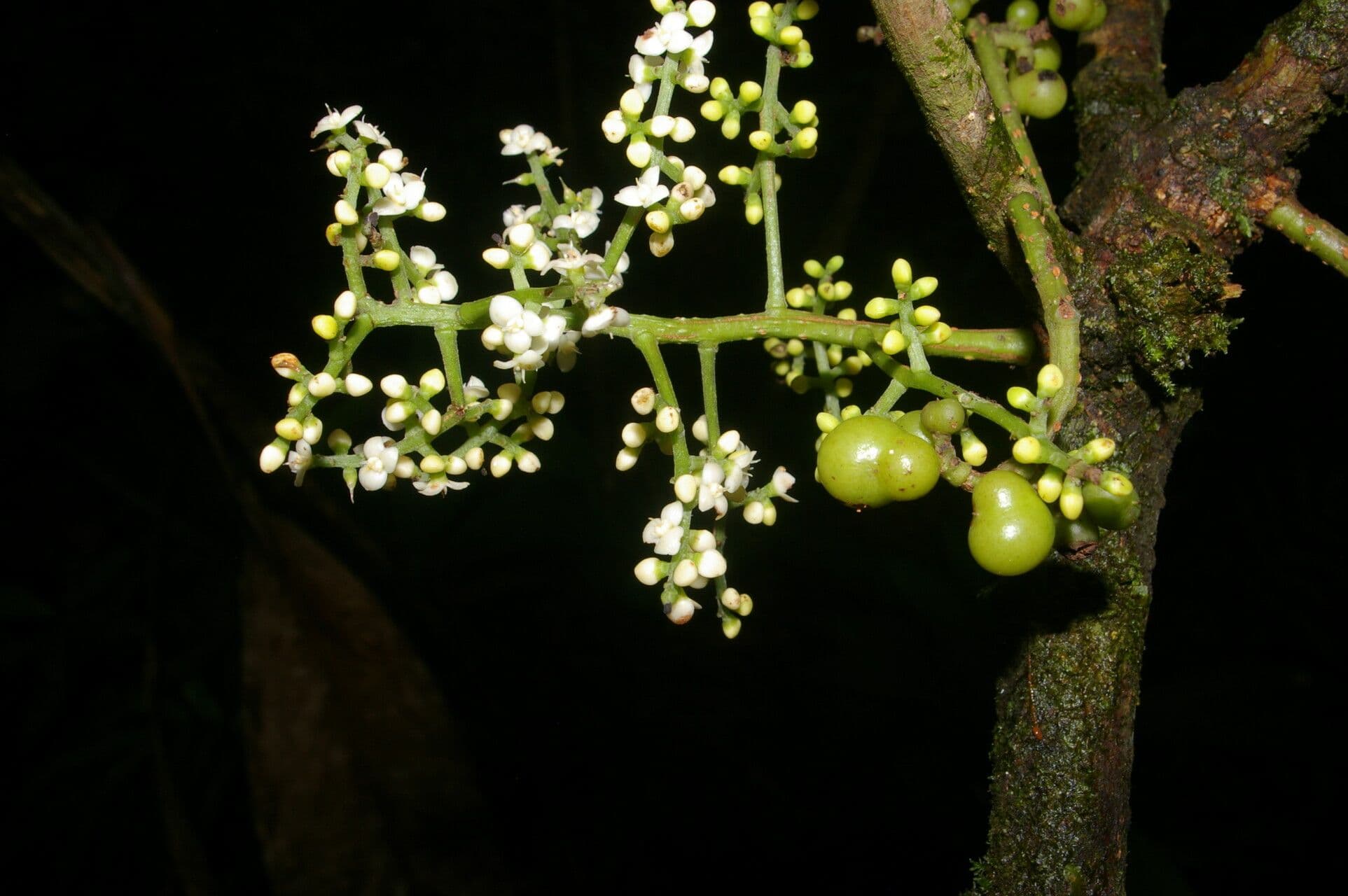 Meliosma 8