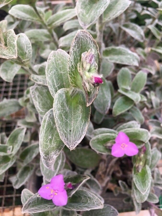 Tradescantia 10