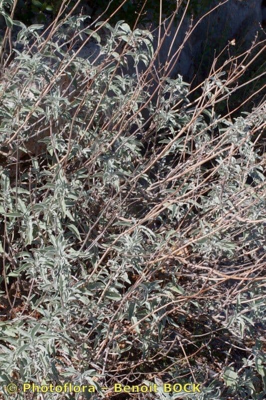 Salvia 6