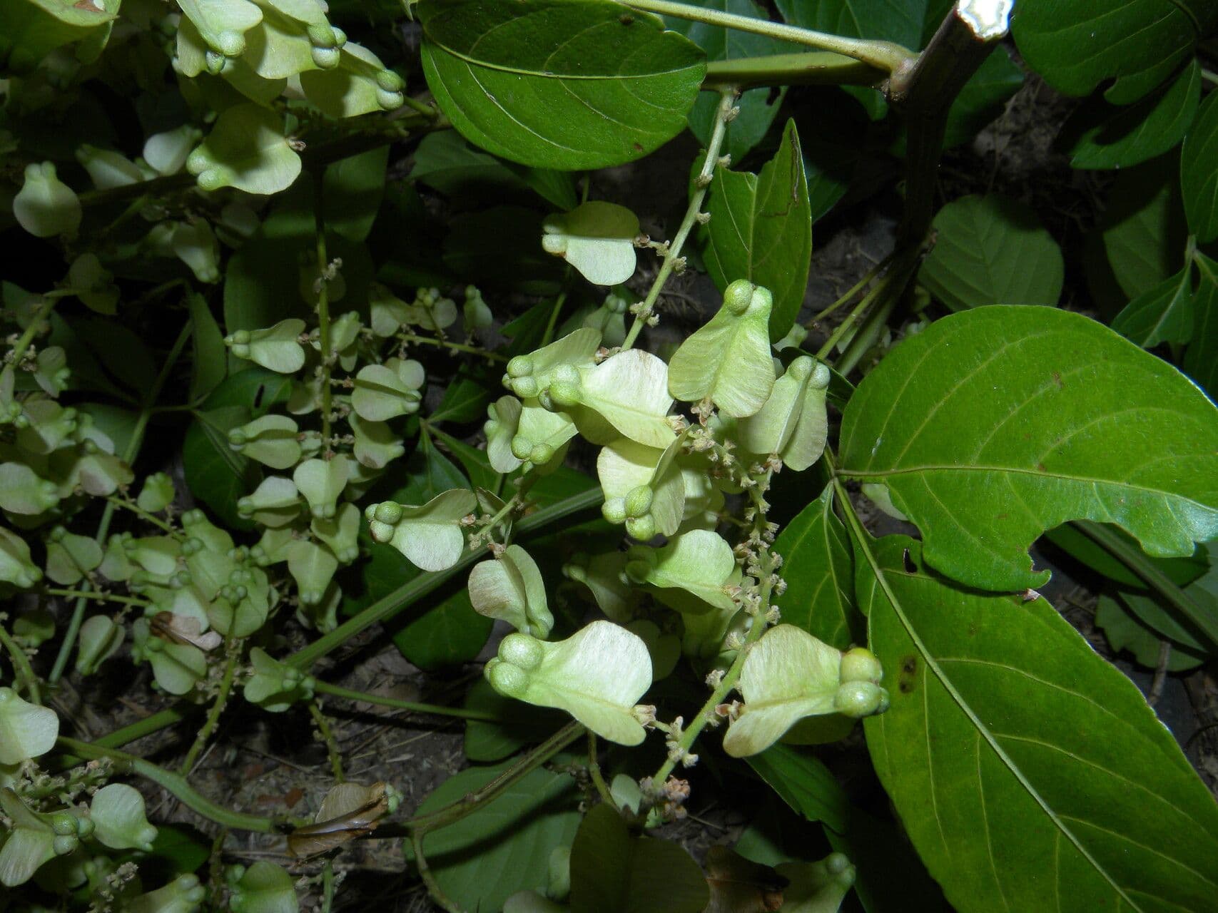 Serjania 5