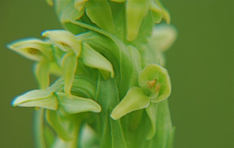 Platantera boreale