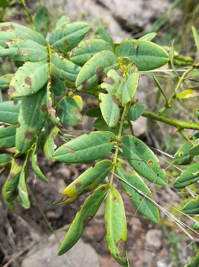 Senna 7