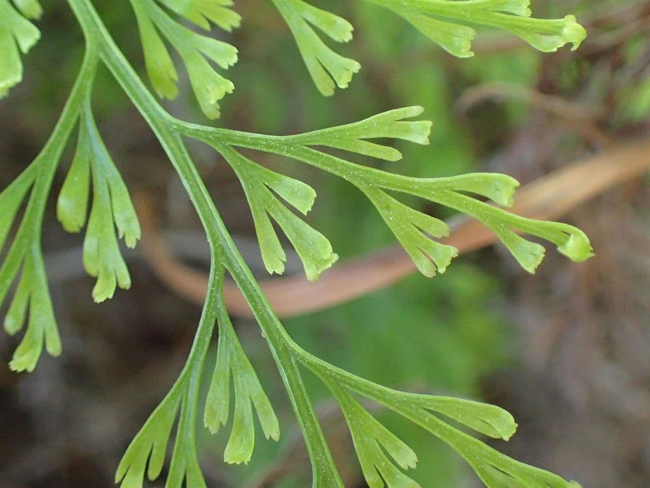 Onychium japonské 8