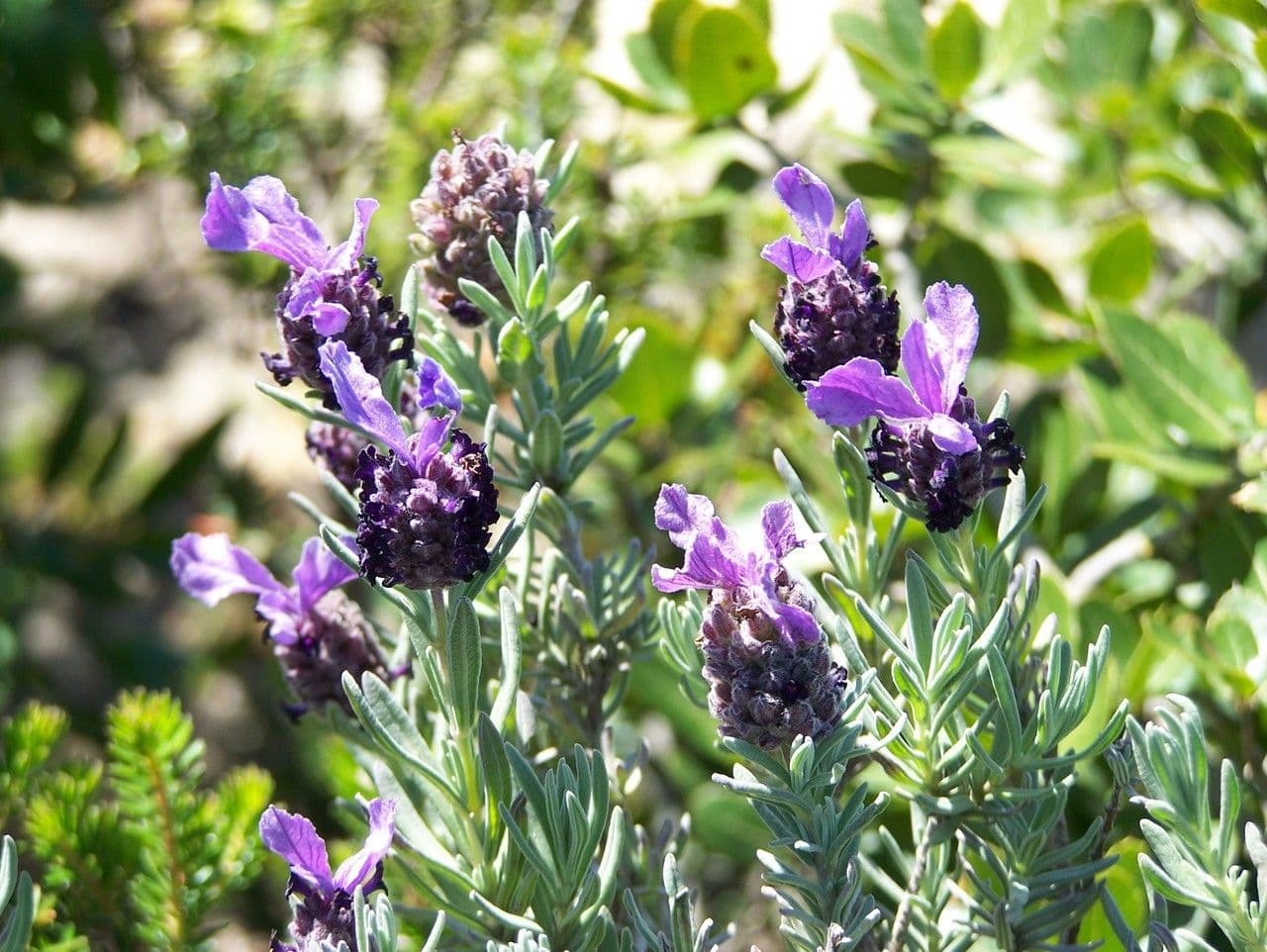 Lavanda selvatica 26