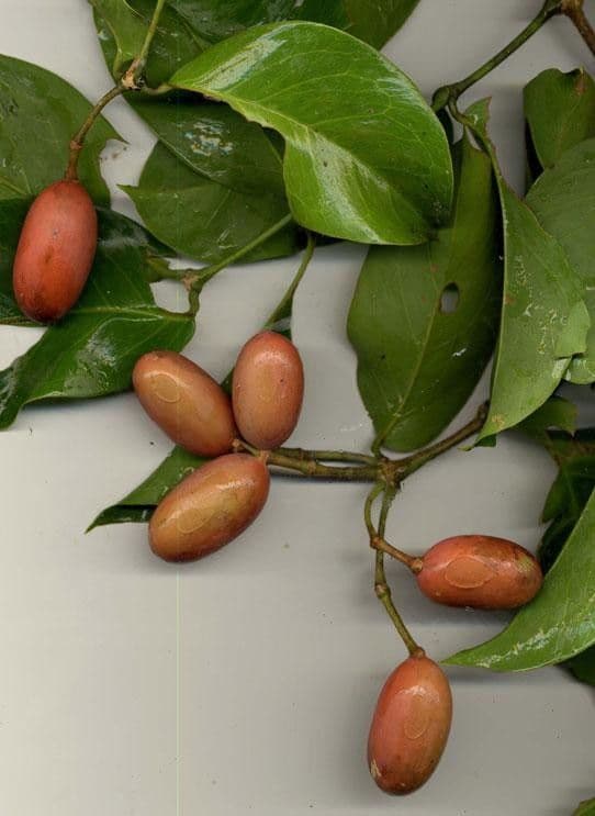 Gnetum 2