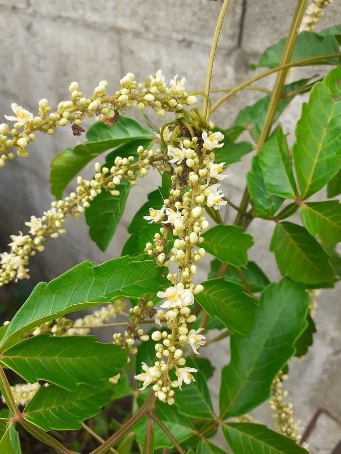 Urvillea