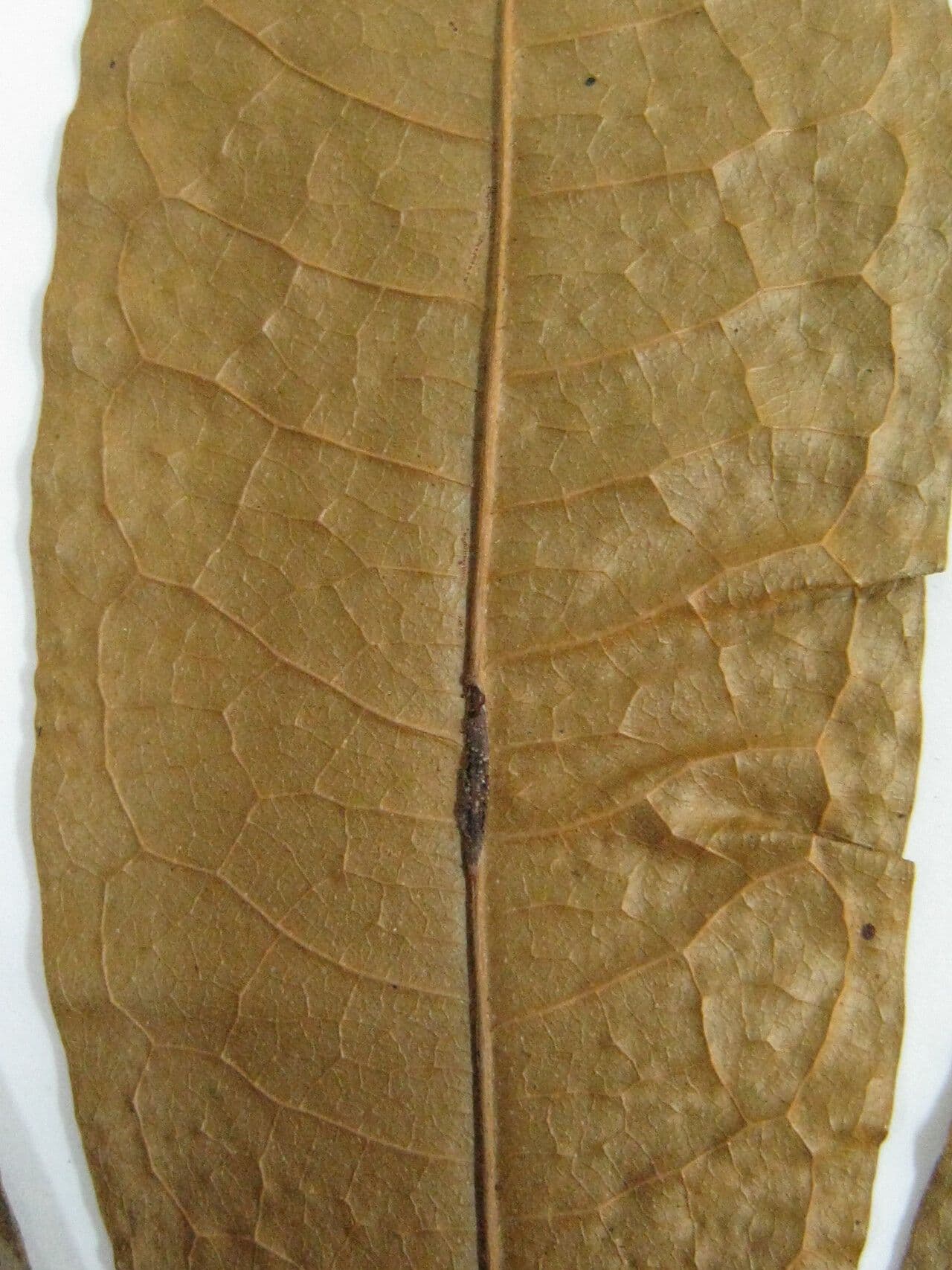 Duguetia 7
