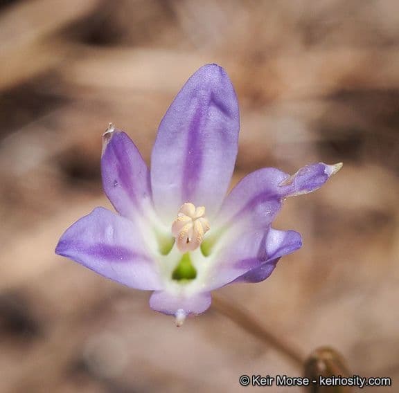 Brodiaea 4