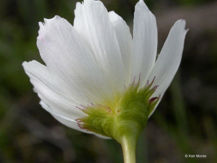 Gegenblatt-Lewisia 2
