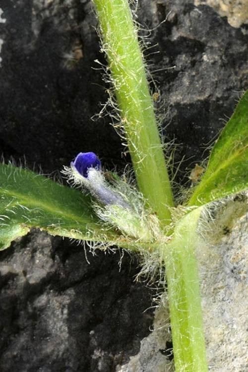 Ajuga orientalis 17