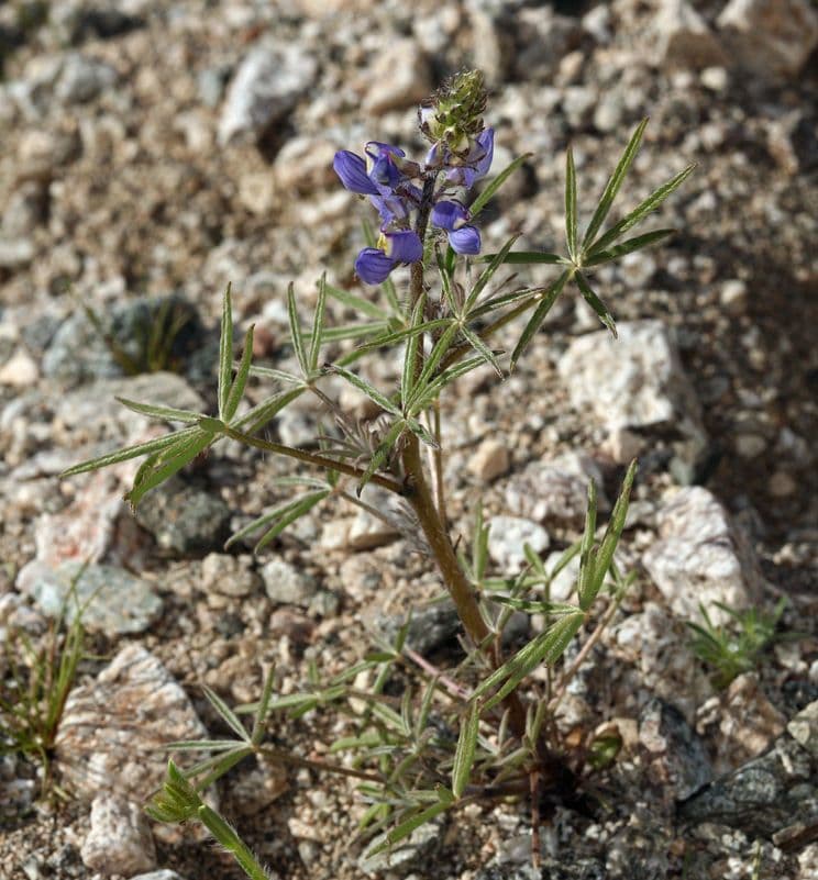 Łubin Coultera 11