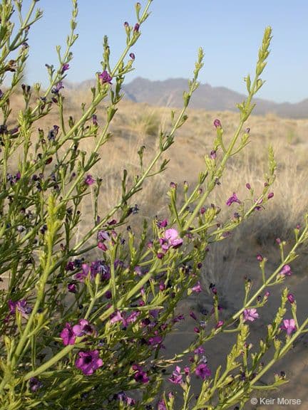 Penstemon 8
