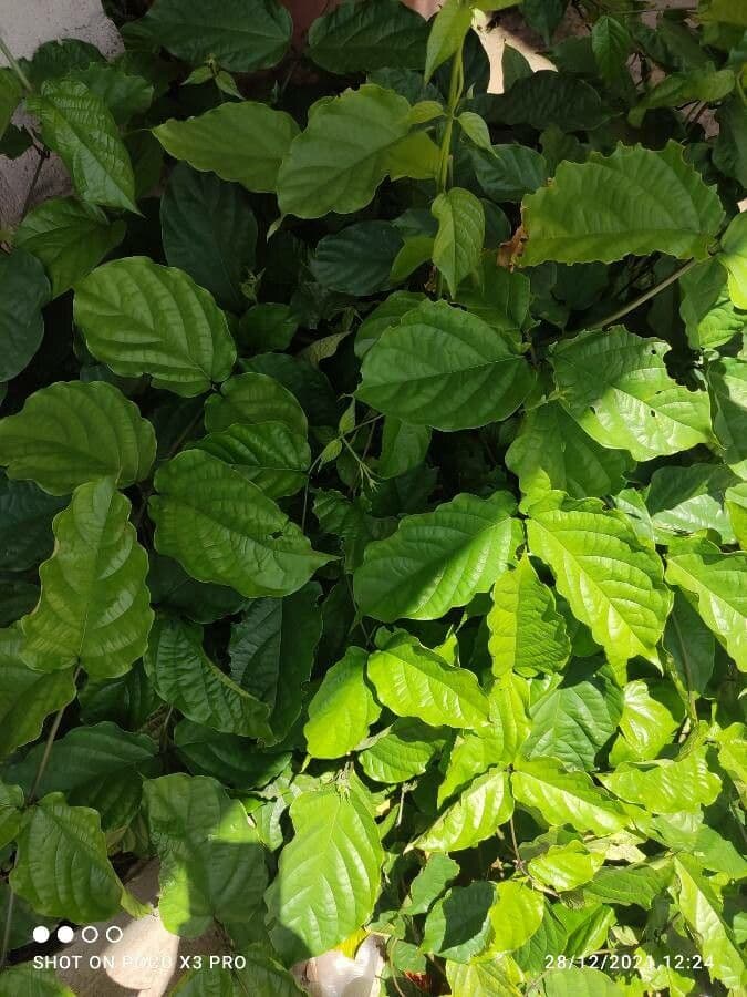 Clerodendro splendente 9