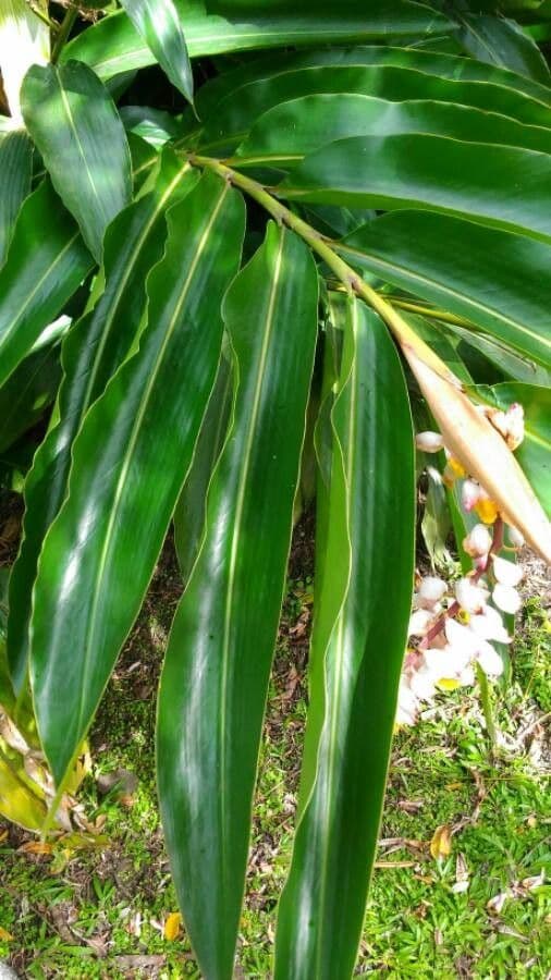 Alpinia zerumbet 20