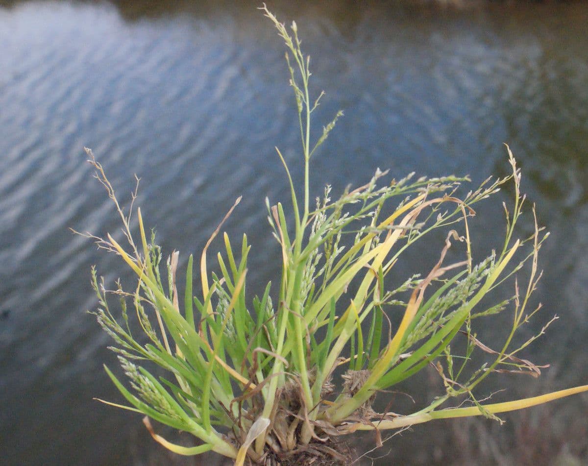 Knäuelgras 10