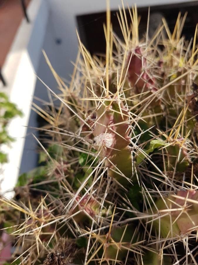 Cactus a cinque lobi 21