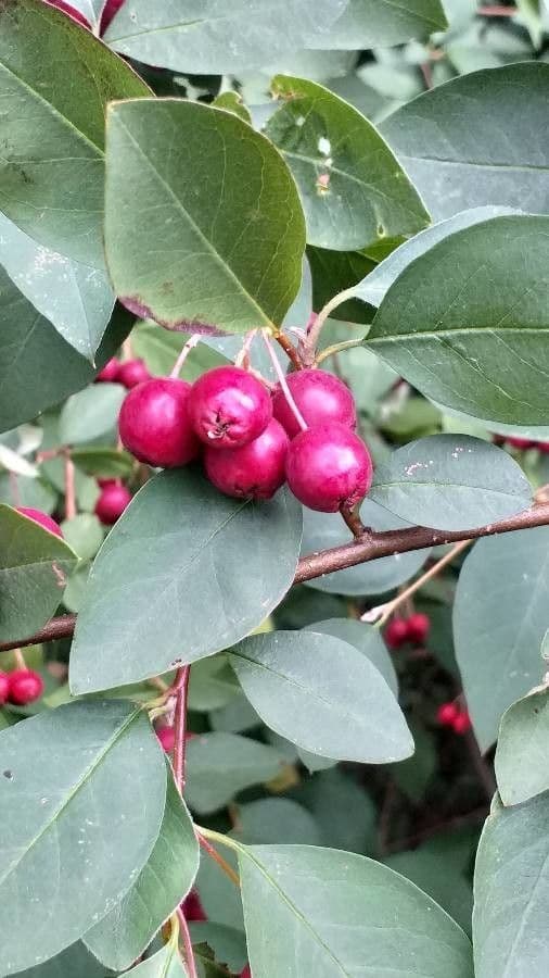 Cotoneaster 4