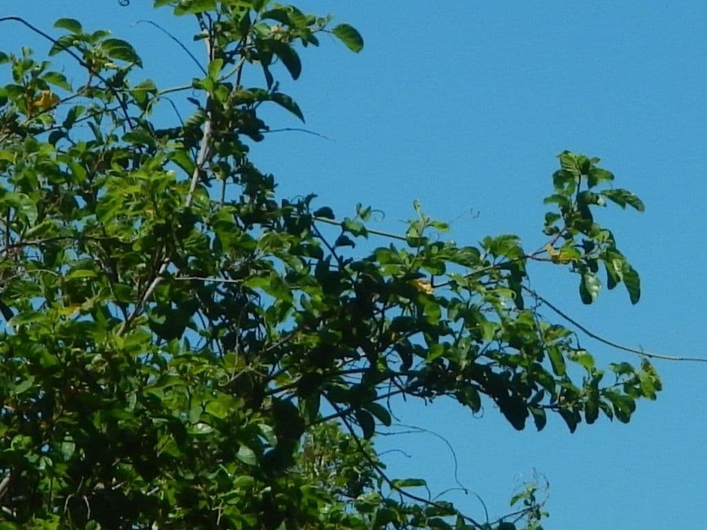 Cissus 3