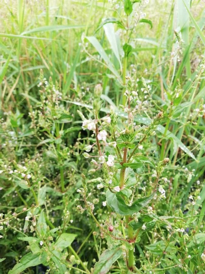 Veronica acquatica 6
