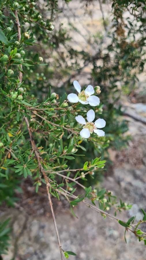 Leptospermum laevigatum 7