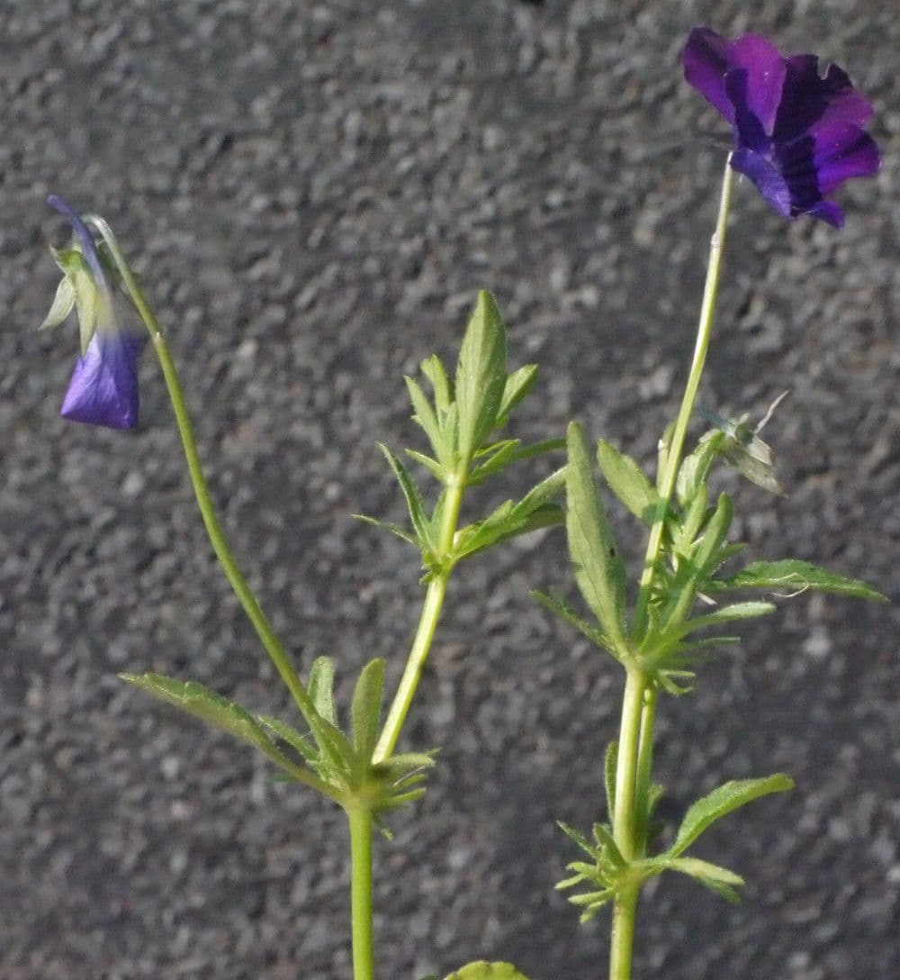 Viola gialla 20