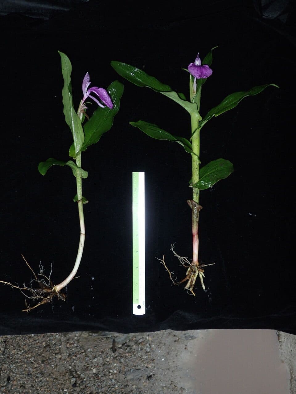 Roscoea 8