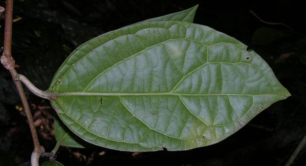 Jubelina 9