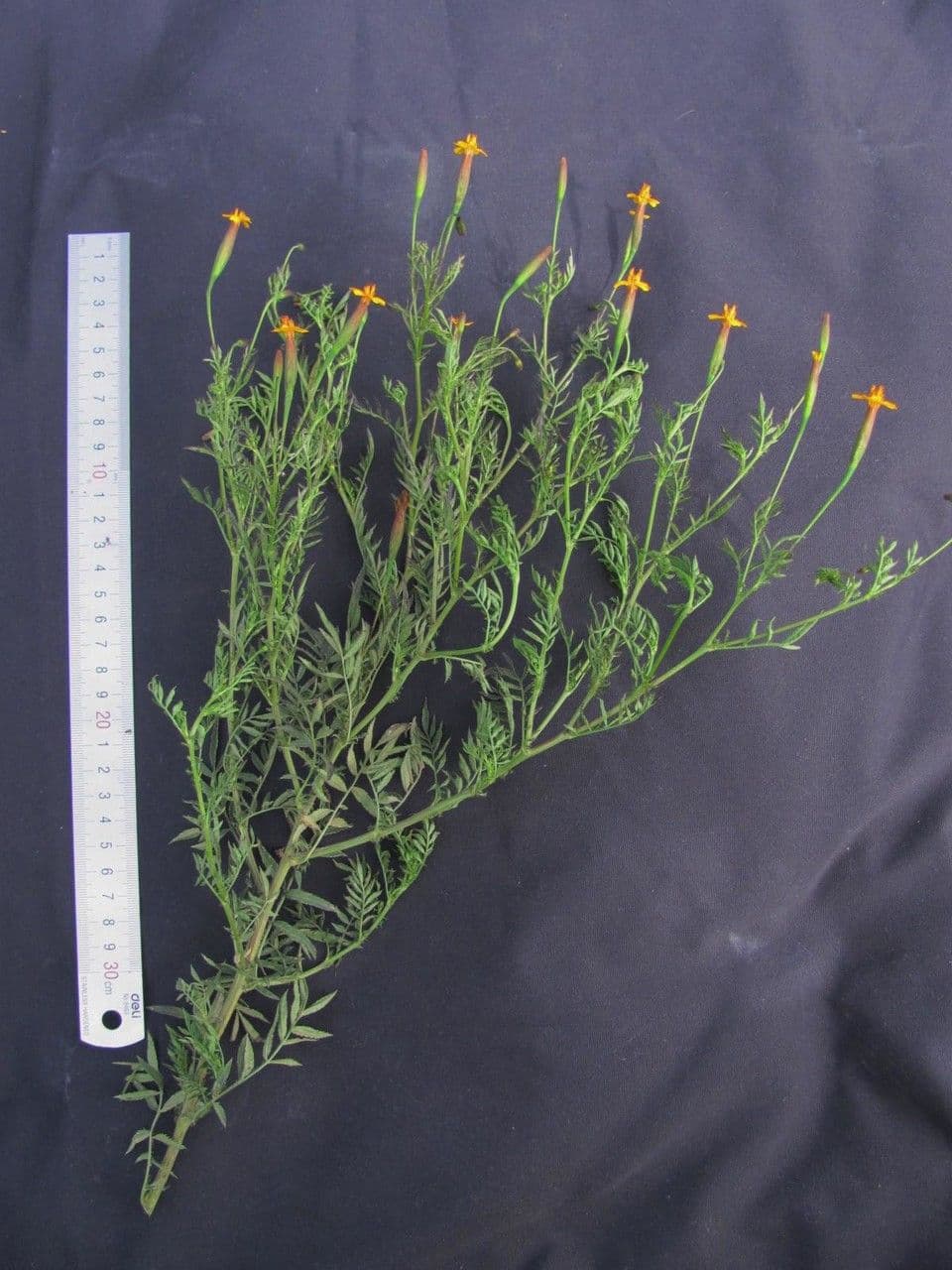 Schmalblättrige Studentenblume 21
