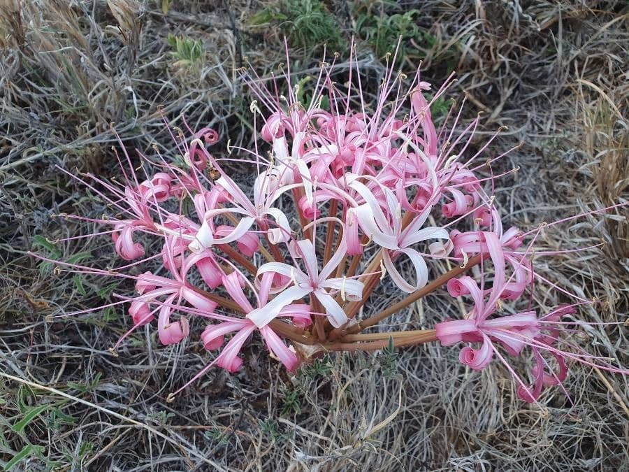 Ammocharis 4